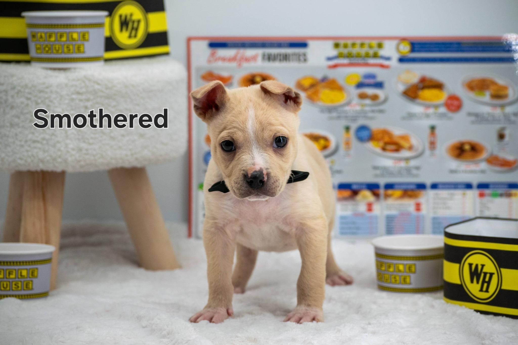 Enlarge Smothered, a ADOPTABLE mixed breed in Sevierville, TN image 1/5