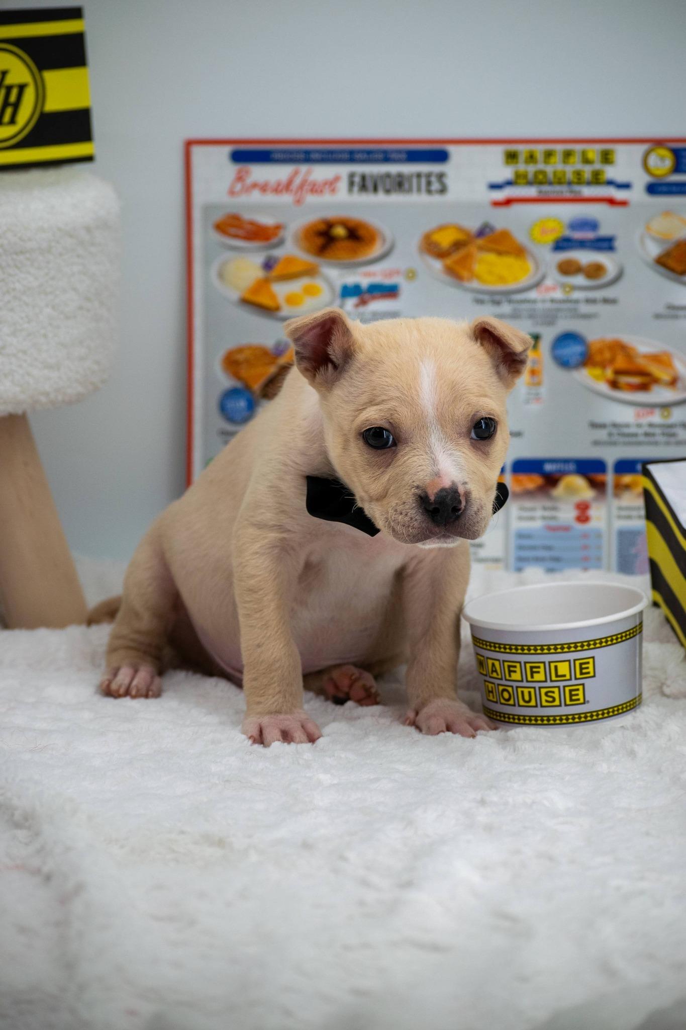 Enlarge Smothered, a ADOPTABLE mixed breed in Sevierville, TN image 3/5