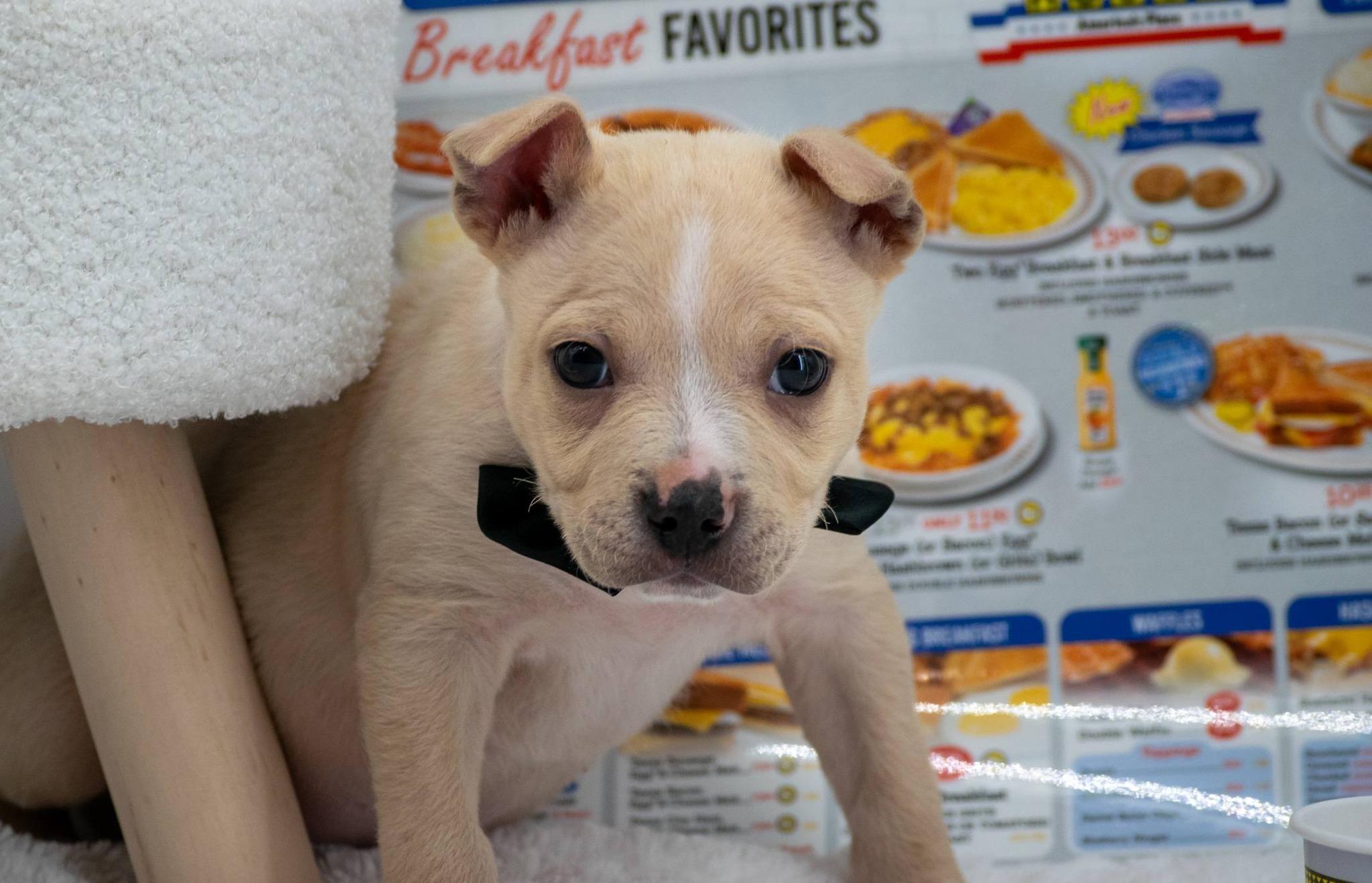 Enlarge Smothered, a ADOPTABLE mixed breed in Sevierville, TN image 4/5