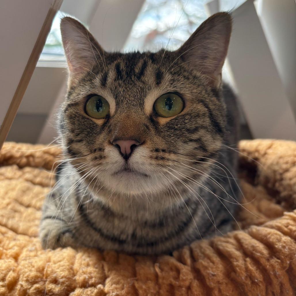 Fuchsia, Adoptable, Young Female Domestic Short Hair & Mixed Breed.