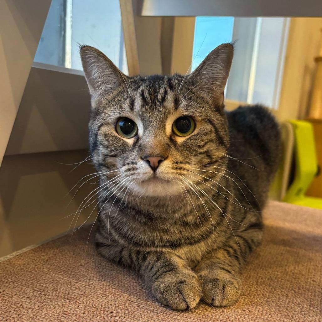 Enlarge Fuchsia, a Adoptable mixed breed in Louisville, KY image 1/6