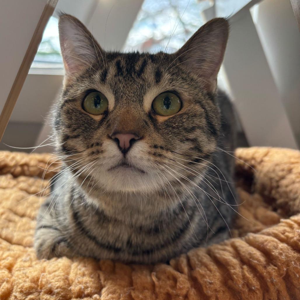 Enlarge Fuchsia, a Adoptable mixed breed in Louisville, KY image 2/6