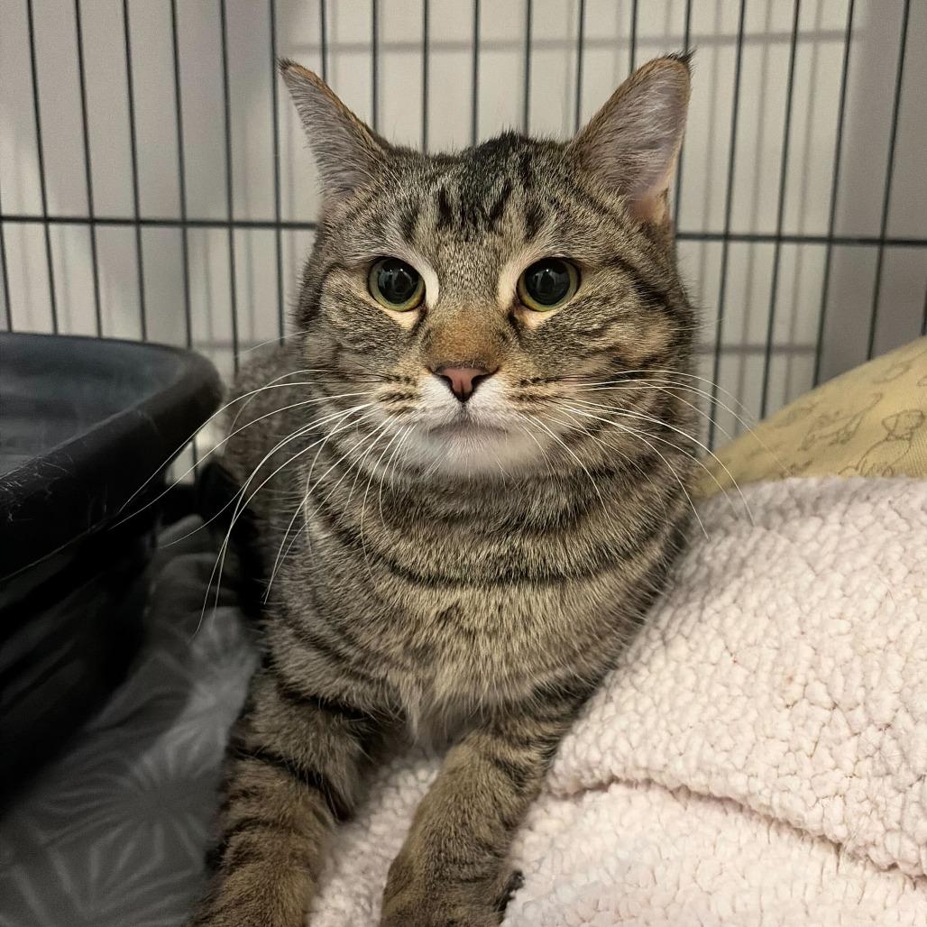 Enlarge Fuchsia, a Adoptable mixed breed in Louisville, KY image 3/6