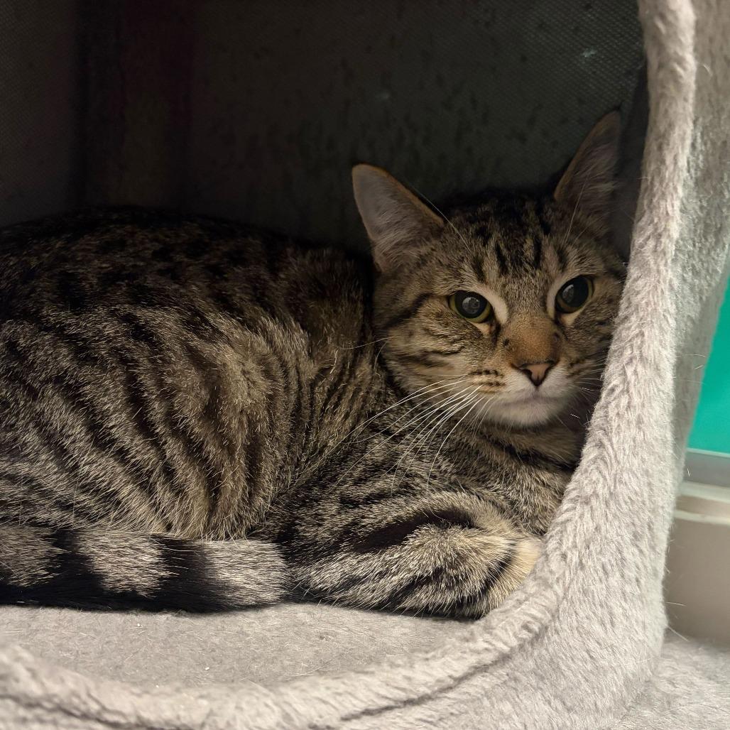 Enlarge Fuchsia, a Adoptable mixed breed in Louisville, KY image 4/6