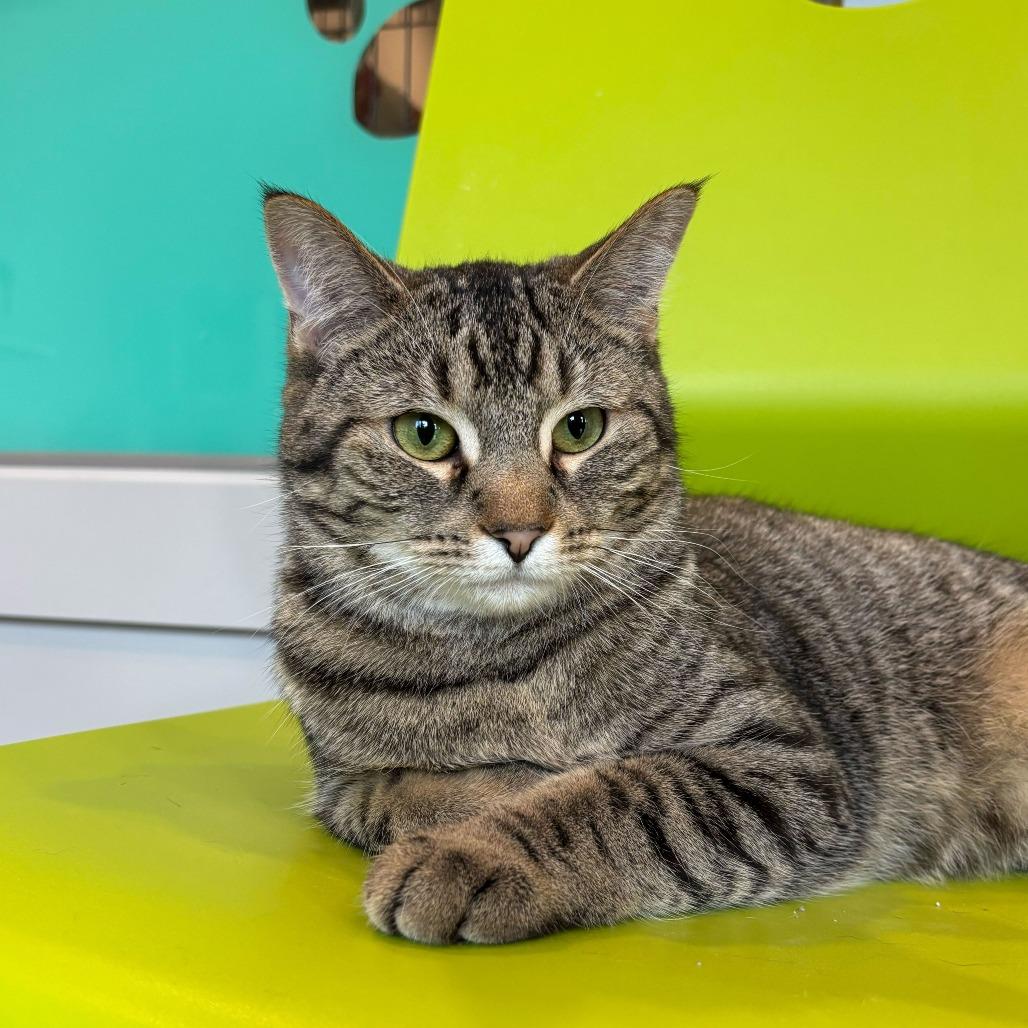 Enlarge Fuchsia, a Adoptable mixed breed in Louisville, KY image 5/6