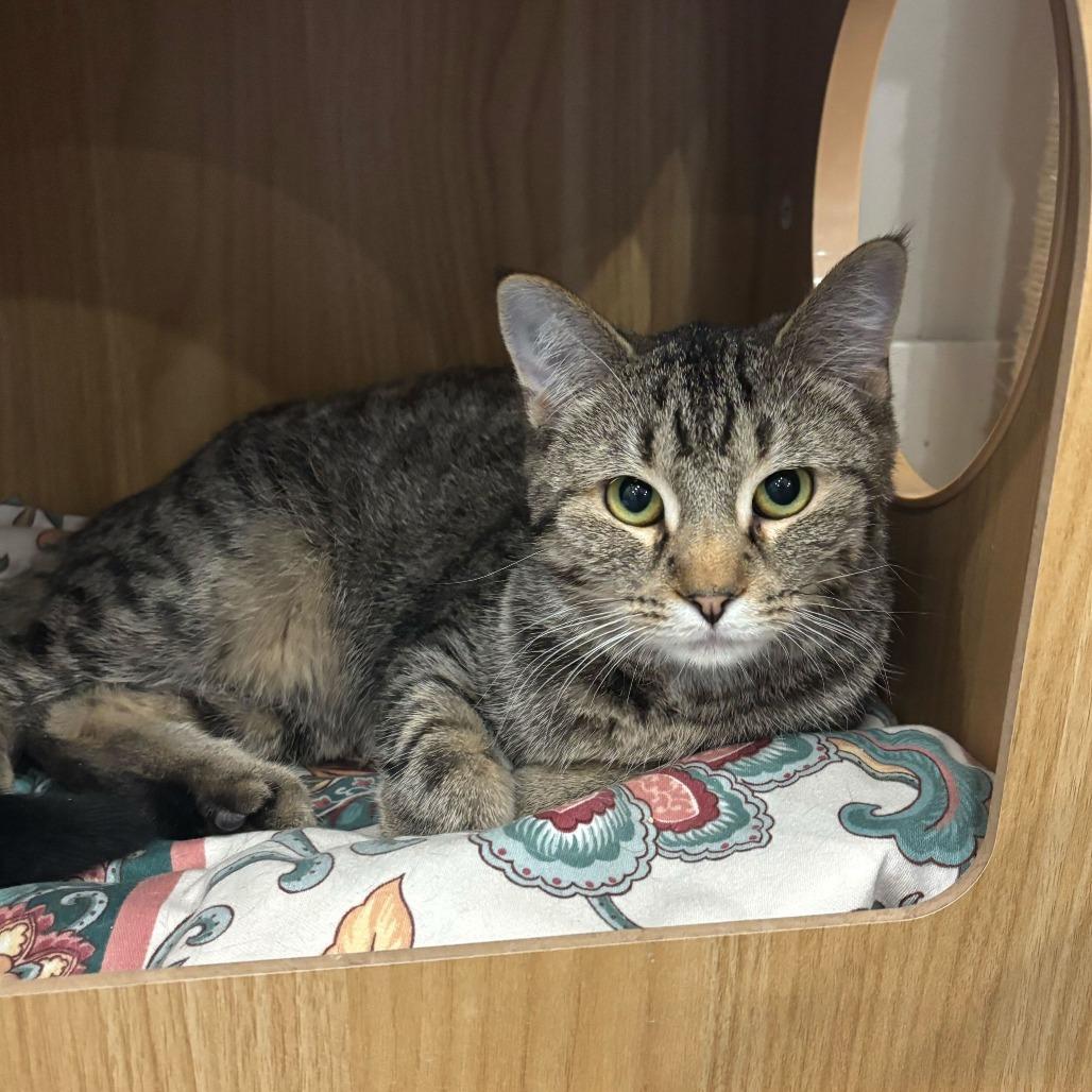 Enlarge Fuchsia, a Adoptable mixed breed in Louisville, KY image 6/6