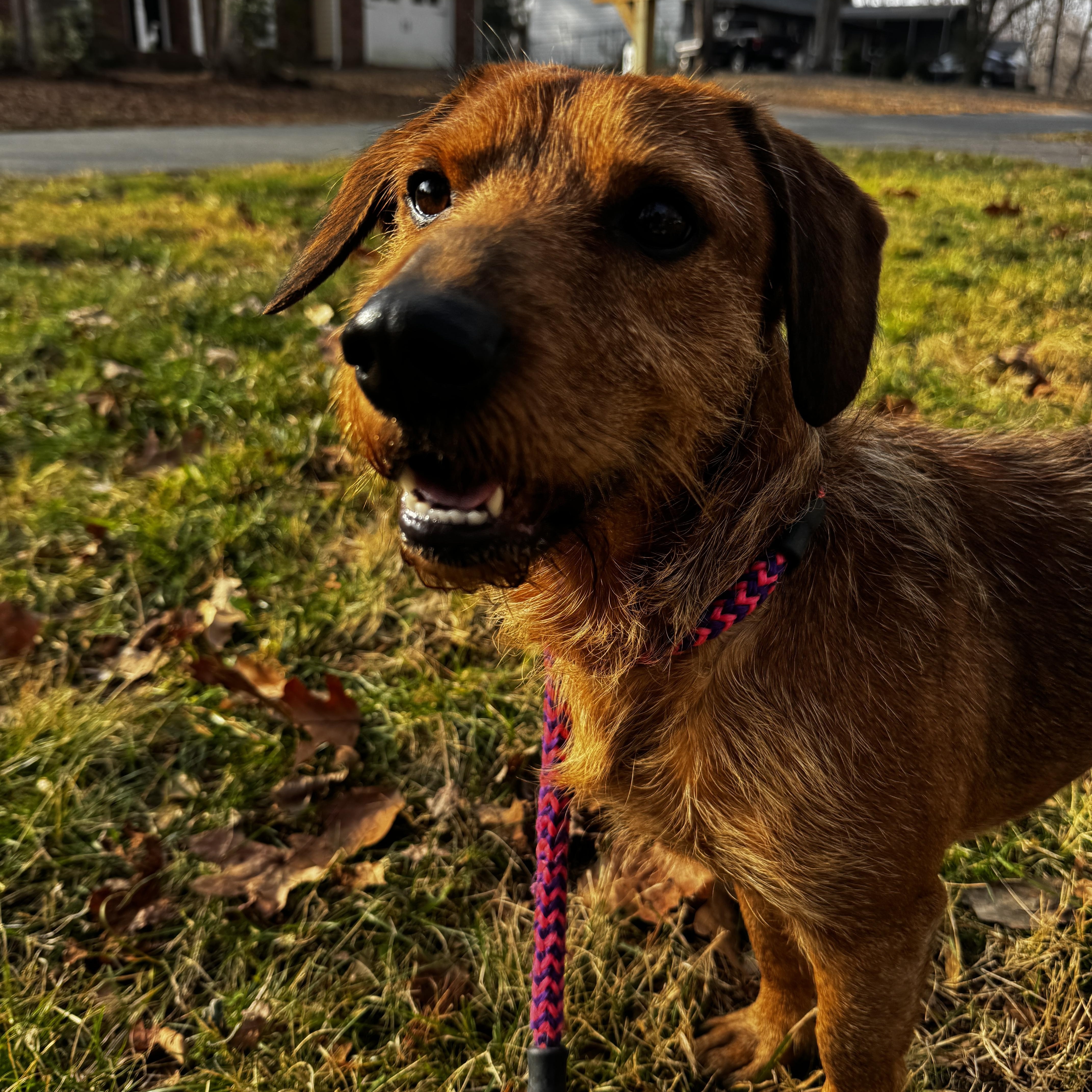 Enlarge Westwood, a ADOPTABLE mixed breed in Rock Hill, SC image 5/6