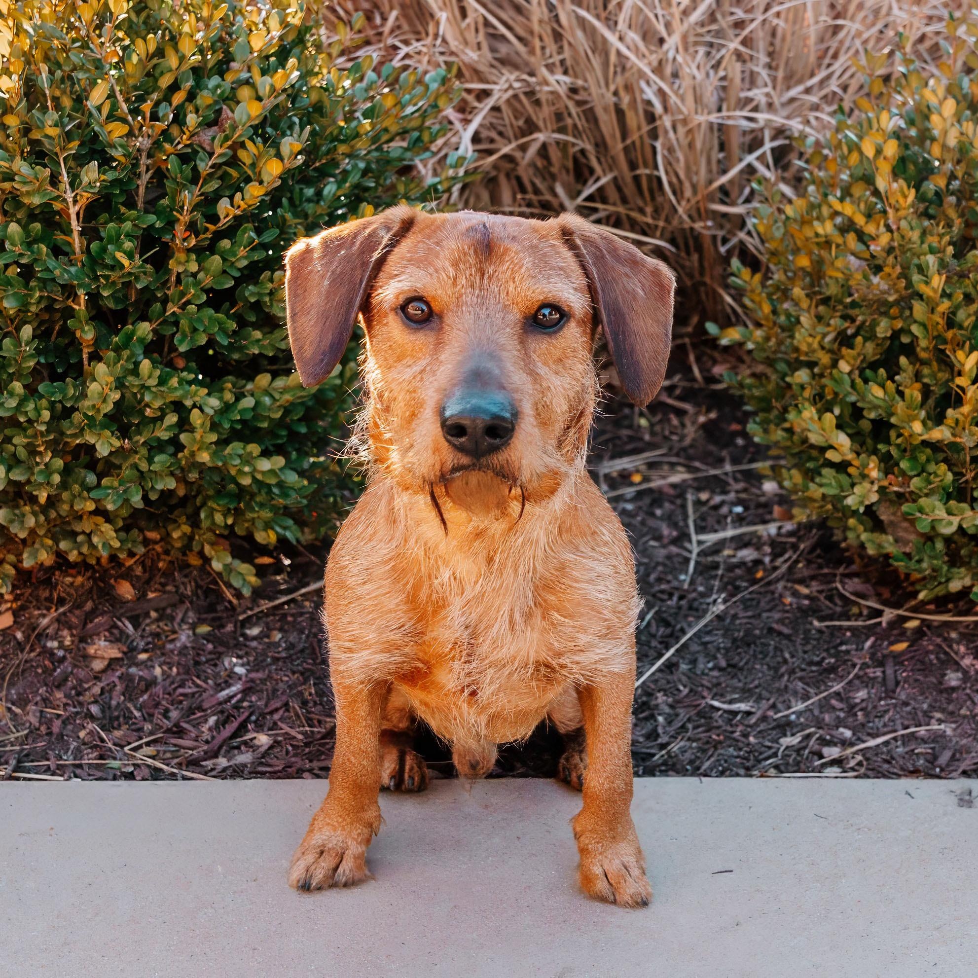 Westwood, ADOPTABLE, Young Male Dachshund & Irish Terrier.