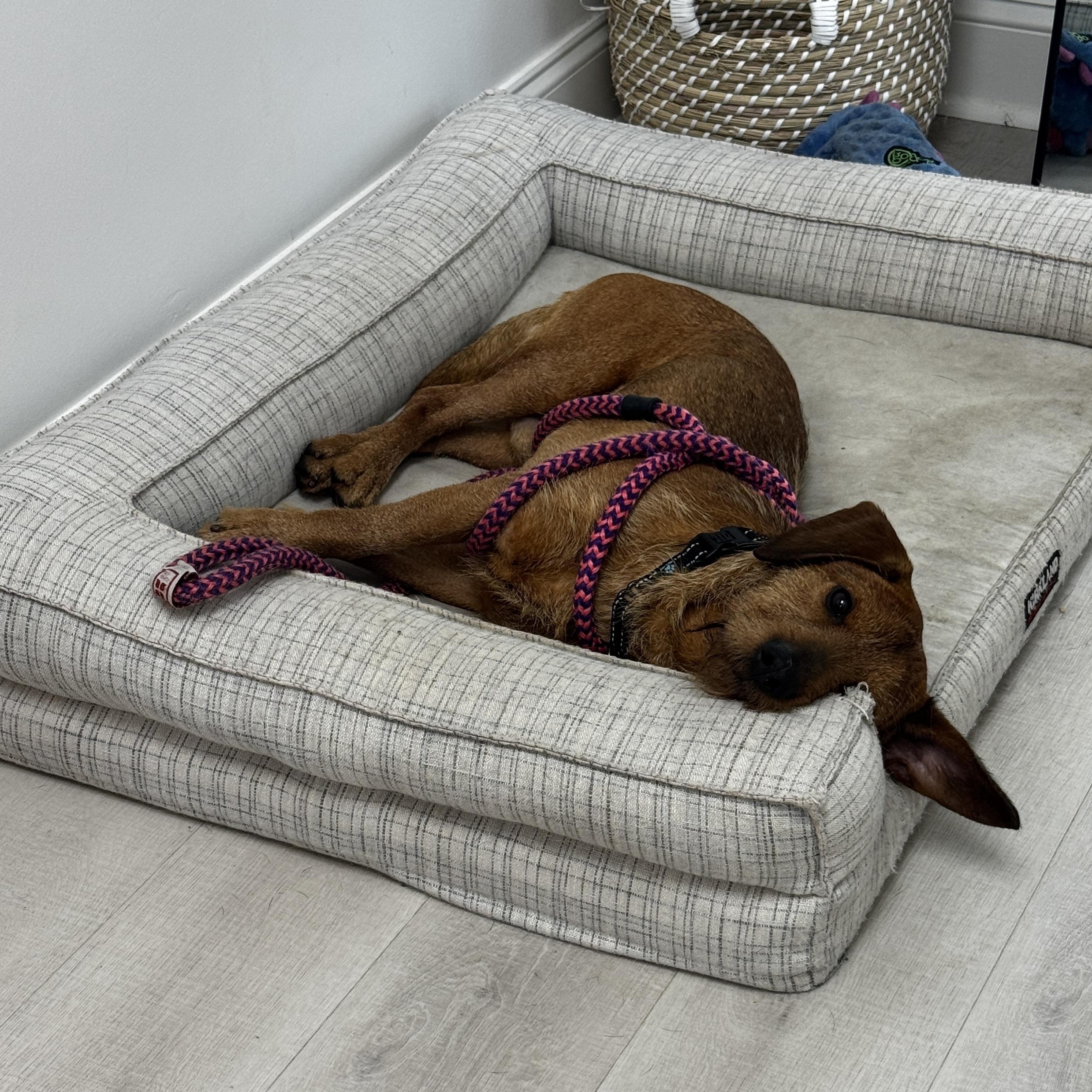 Enlarge Westwood, a ADOPTABLE mixed breed in Rock Hill, SC image 6/6