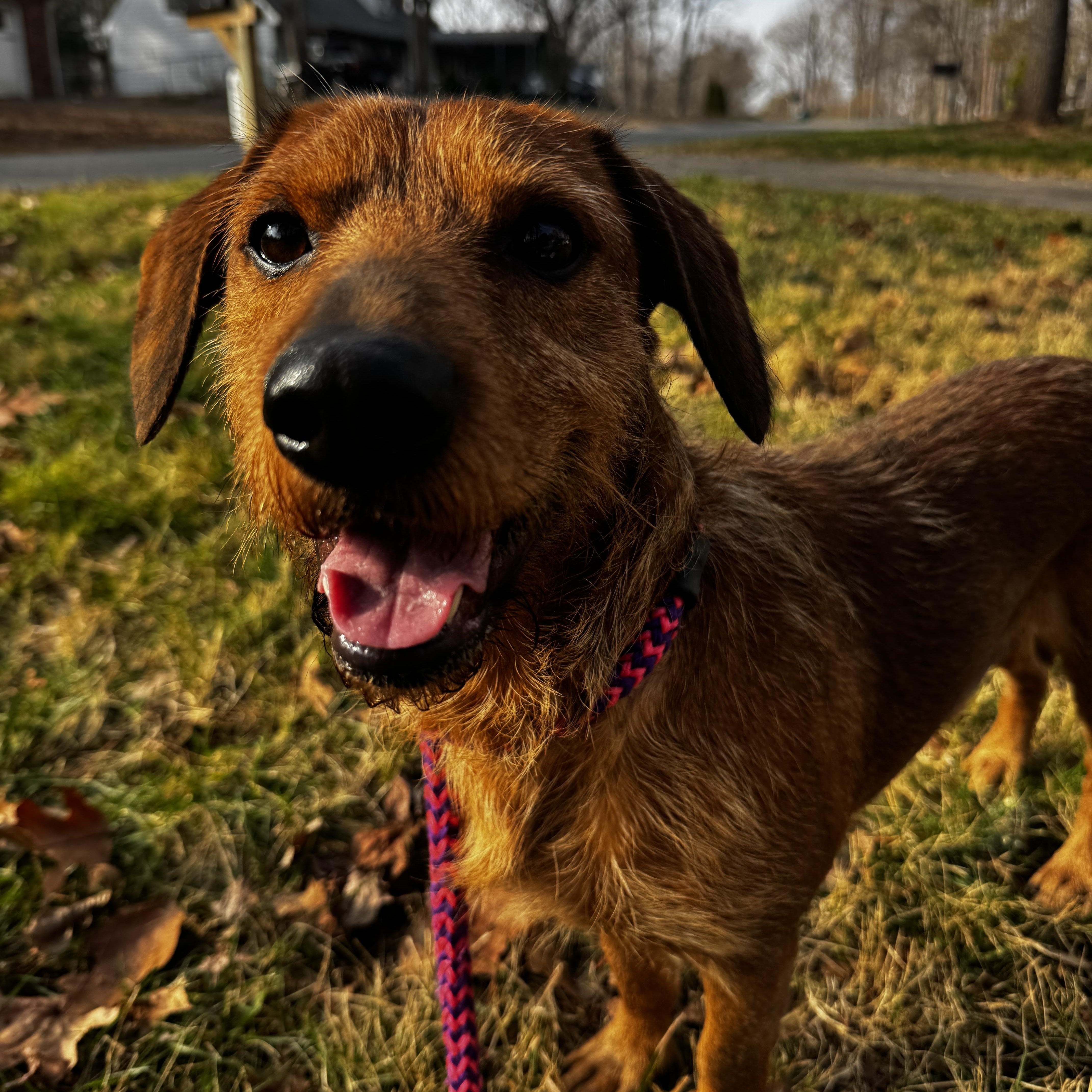 Enlarge Westwood, a ADOPTABLE mixed breed in Rock Hill, SC image 3/6