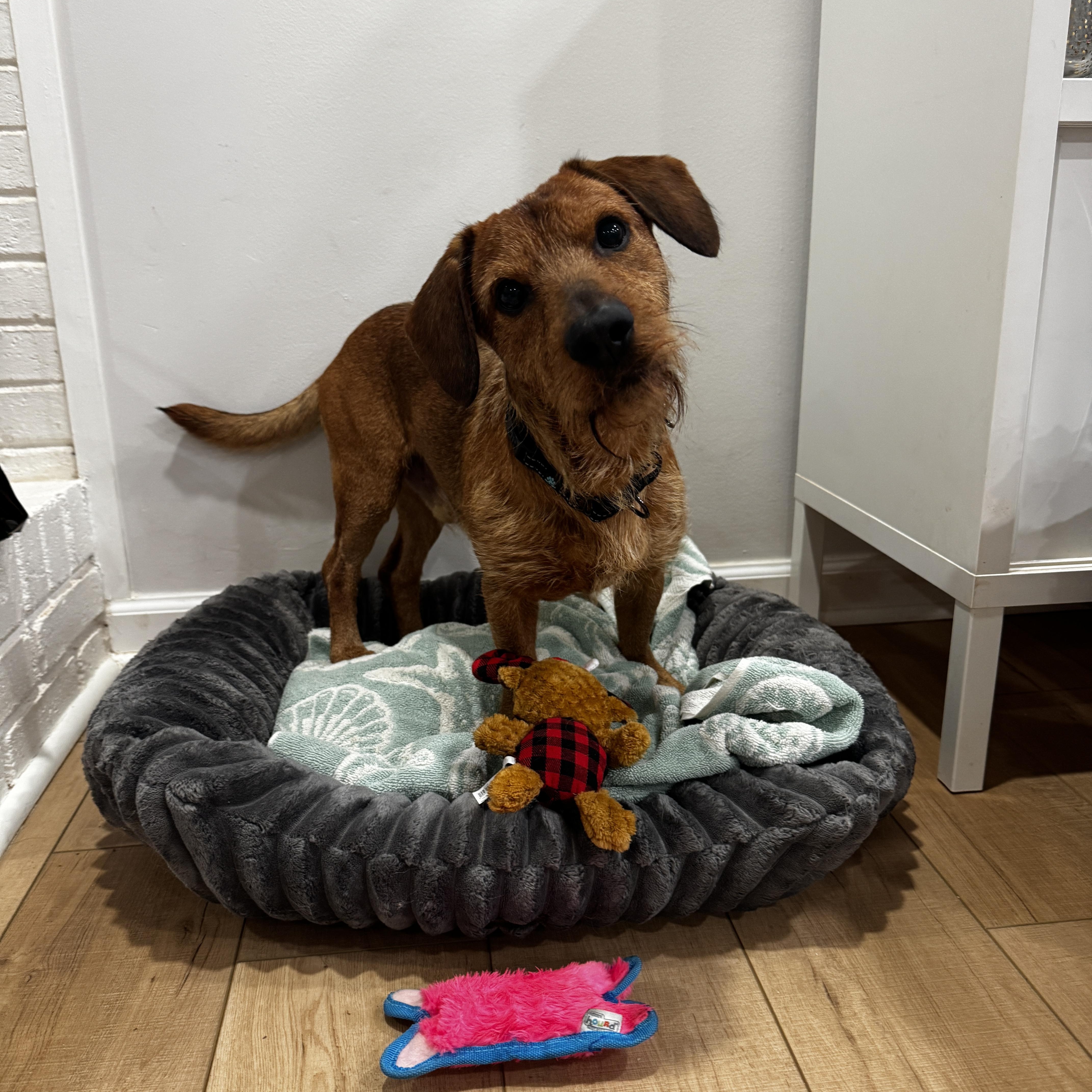 Enlarge Westwood, a ADOPTABLE mixed breed in Rock Hill, SC image 4/6