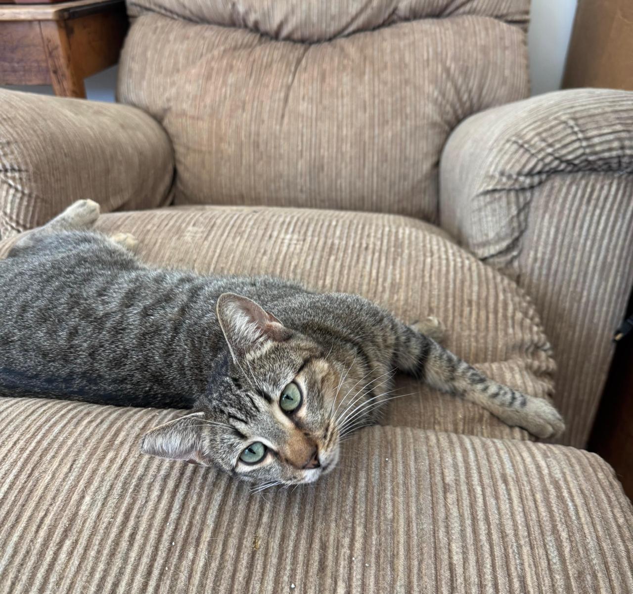 Sabrina, a ADOPTABLE Domestic Short Hair in Los Angeles, CA image 4/6
