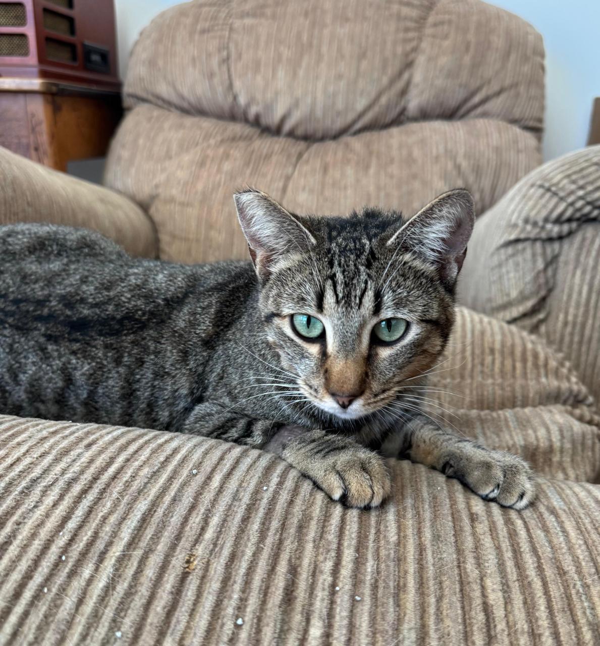 Sabrina, a ADOPTABLE Domestic Short Hair in Los Angeles, CA image 3/6