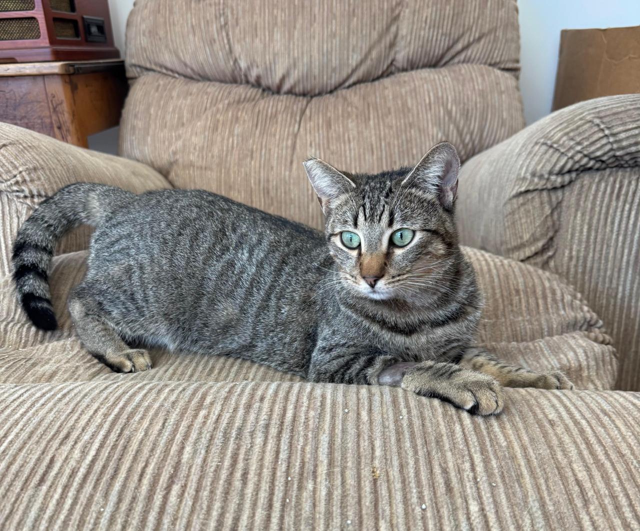 Sabrina, a ADOPTABLE Domestic Short Hair in Los Angeles, CA image 5/6