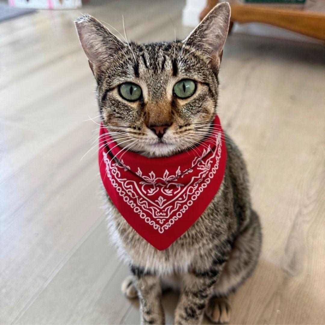 Sabrina, ADOPTABLE, Adult Female Domestic Short Hair.