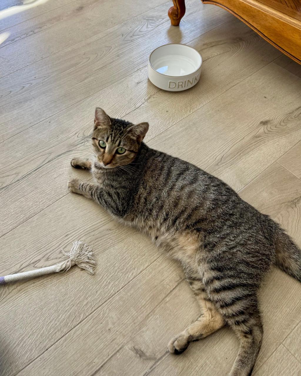 Sabrina, a ADOPTABLE Domestic Short Hair in Los Angeles, CA image 6/6