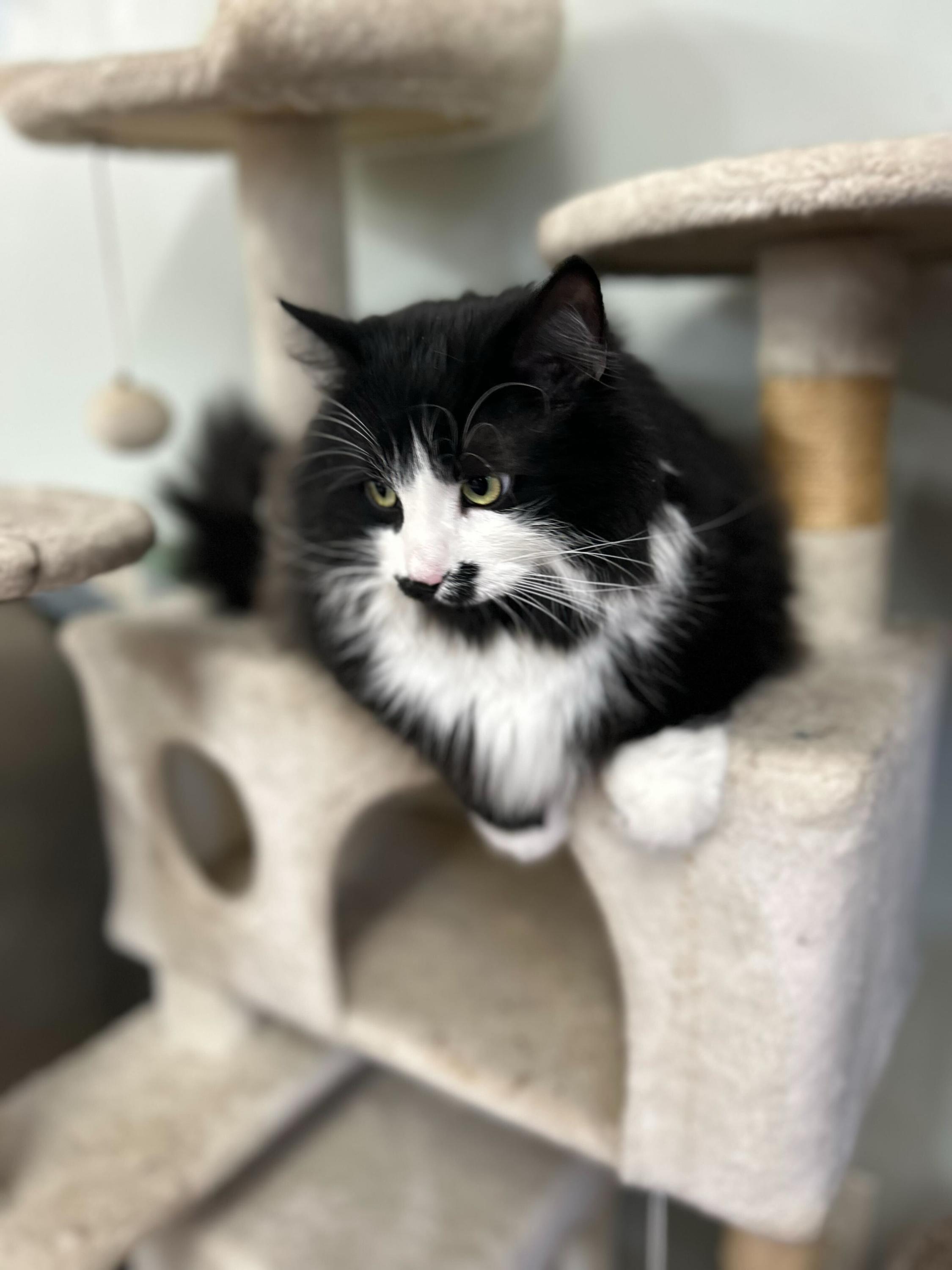 Chevy, an adopted mixed breed in Anderson, IN image 1/2