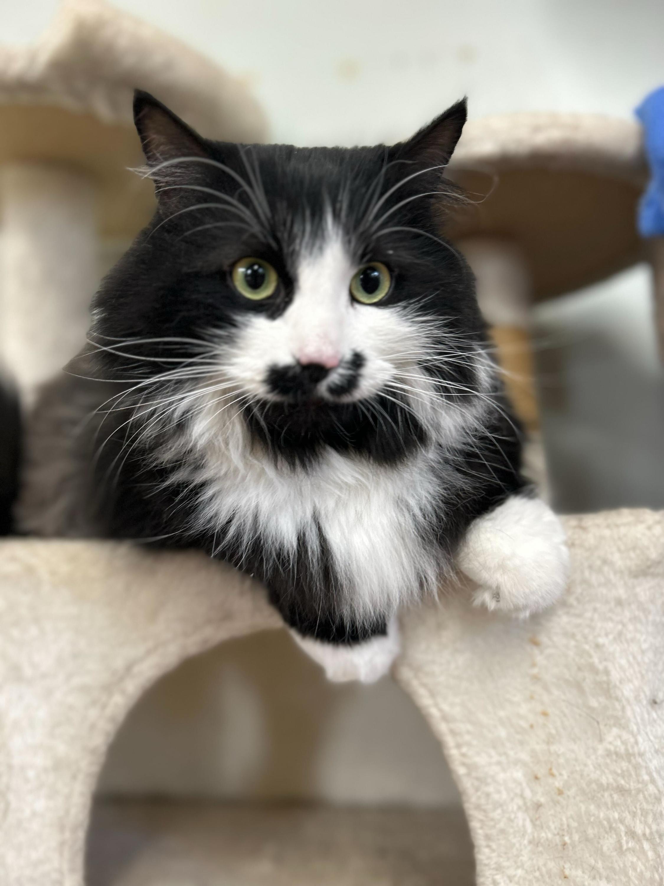 Chevy, an adopted mixed breed in Anderson, IN image 2/2