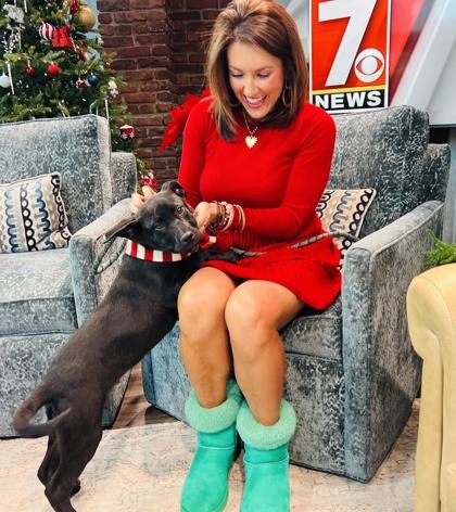 Enlarge Inky $125, a Adoptable mixed breed in Seneca, SC image 1/3