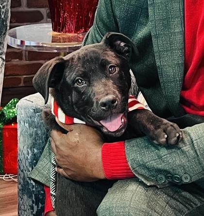 Enlarge Inky $125, a Adoptable mixed breed in Seneca, SC image 3/3