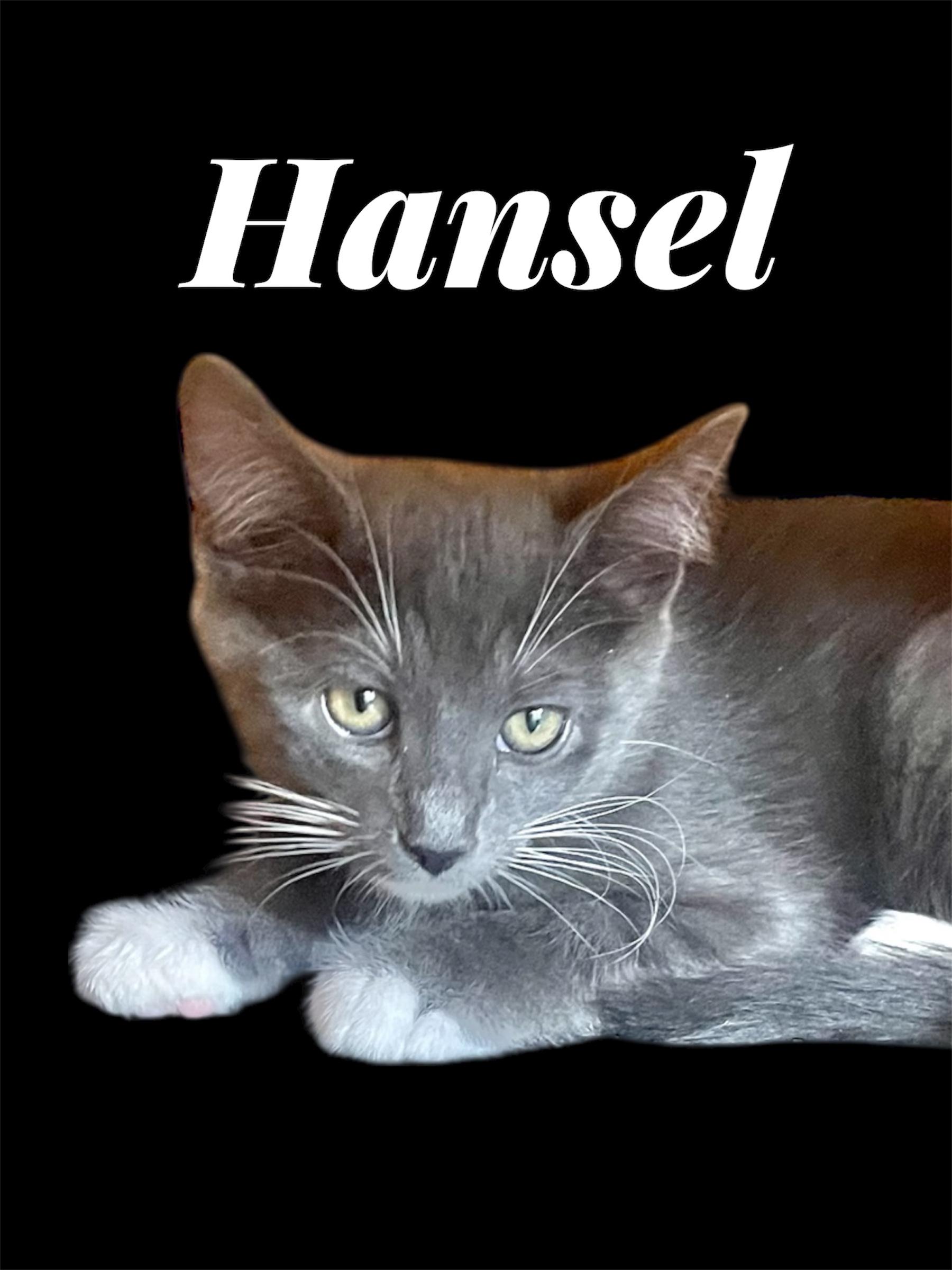 Enlarge Hansel (Bonded with Gretel), a ADOPTABLE Domestic Short Hair in Auburn, CA image 1/1