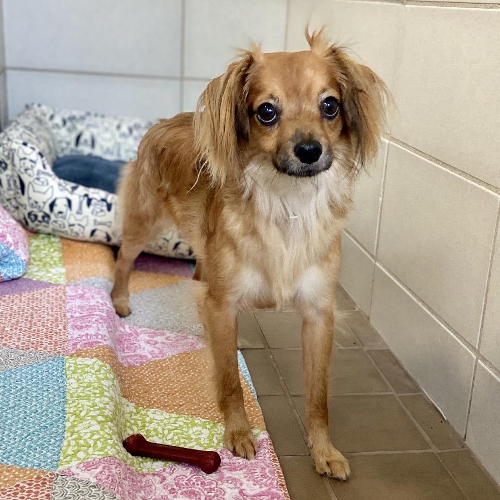 Iago, Adoptable, Adult Male Mixed Breed.