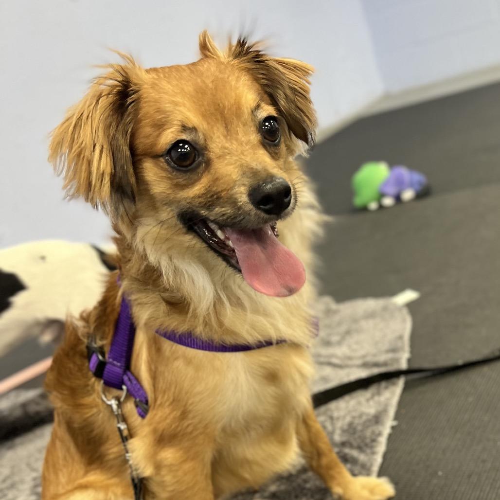 Enlarge Iago, a Adoptable Mixed Breed in Wantagh, NY image 2/6