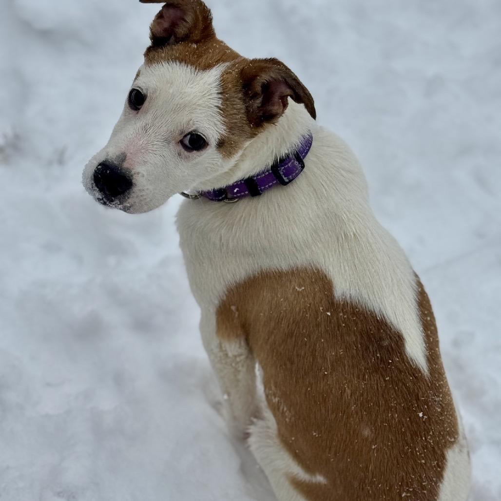 Cooper, Adoptable, Puppy Male Jack Russell Terrier.
