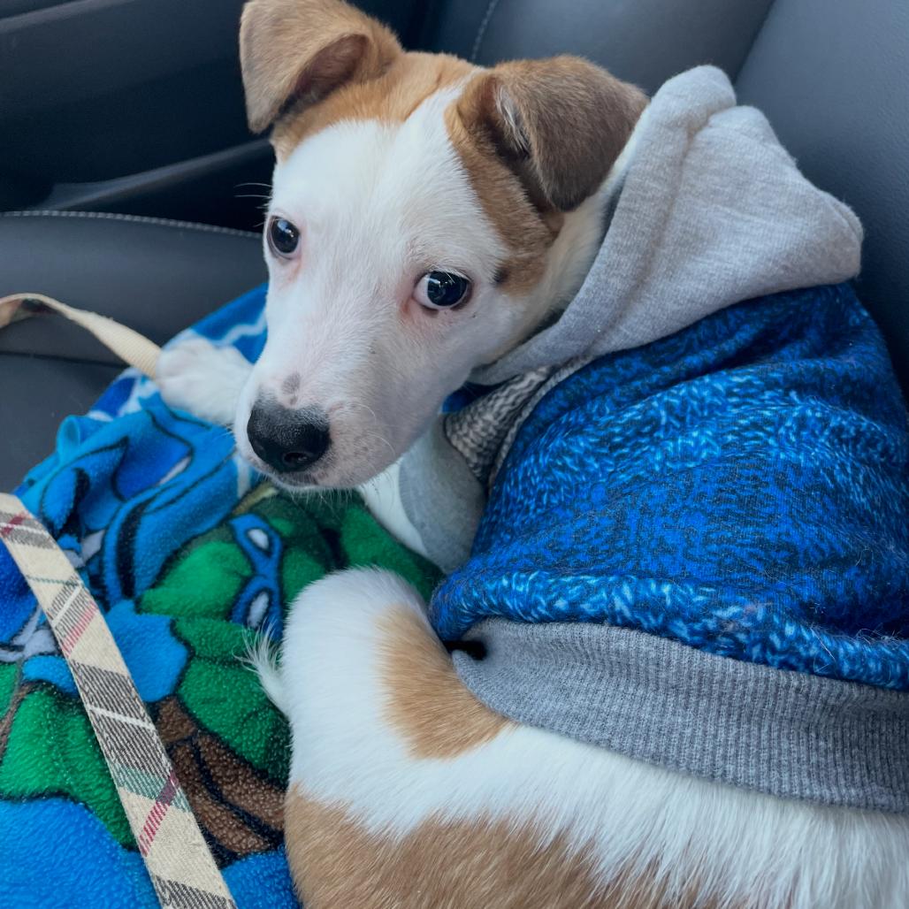 Enlarge Cooper, a Adoptable Jack Russell Terrier in La Grange, KY image 6/6