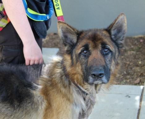 Enlarge TIOGA, a Adoptable German Shepherd Dog in Martinez, CA image 1/1