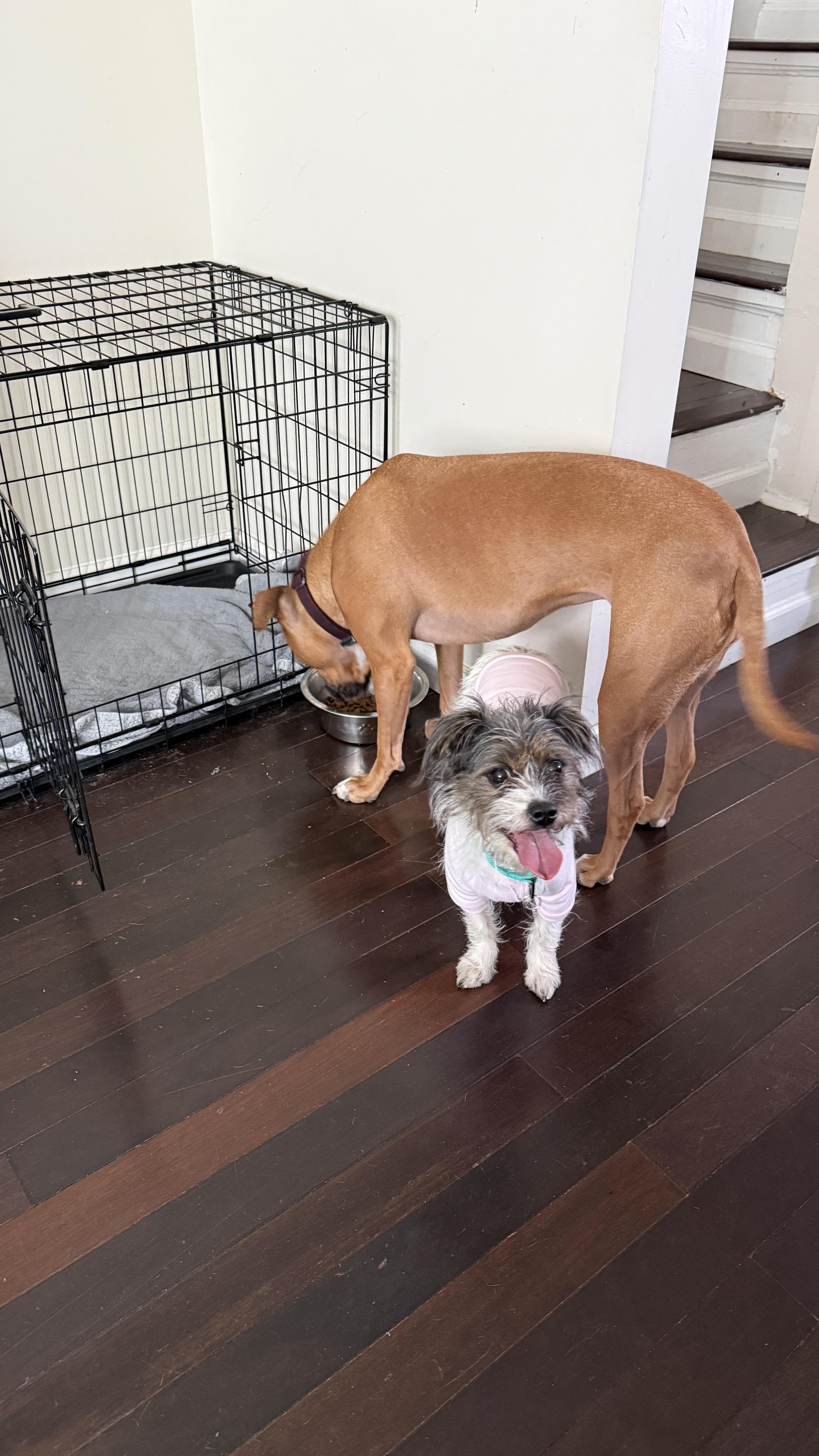 Enlarge Marge, an adopted Mixed Breed in Medford, NJ image 4/5