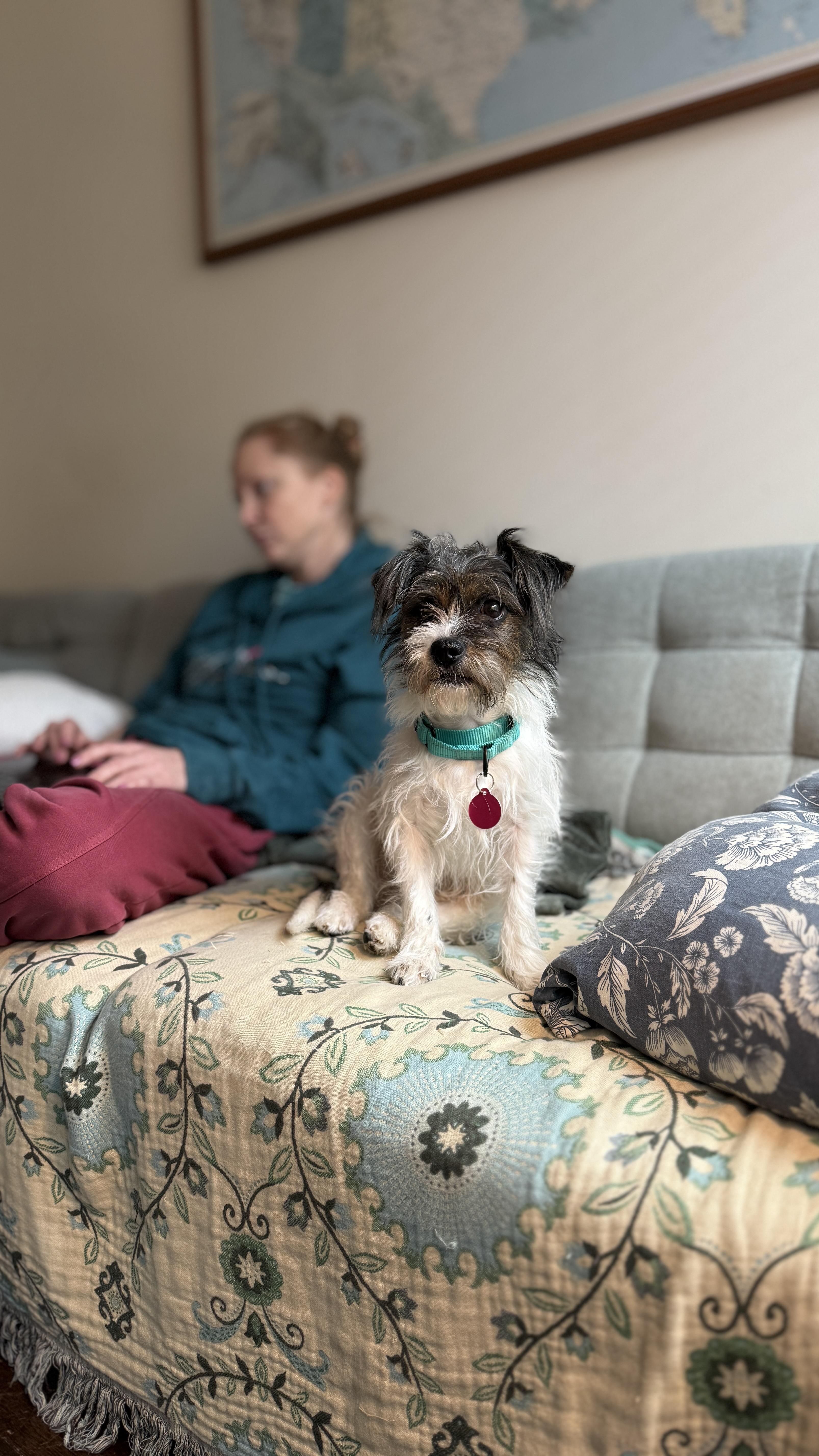 Enlarge Marge, an adopted Mixed Breed in Medford, NJ image 2/5