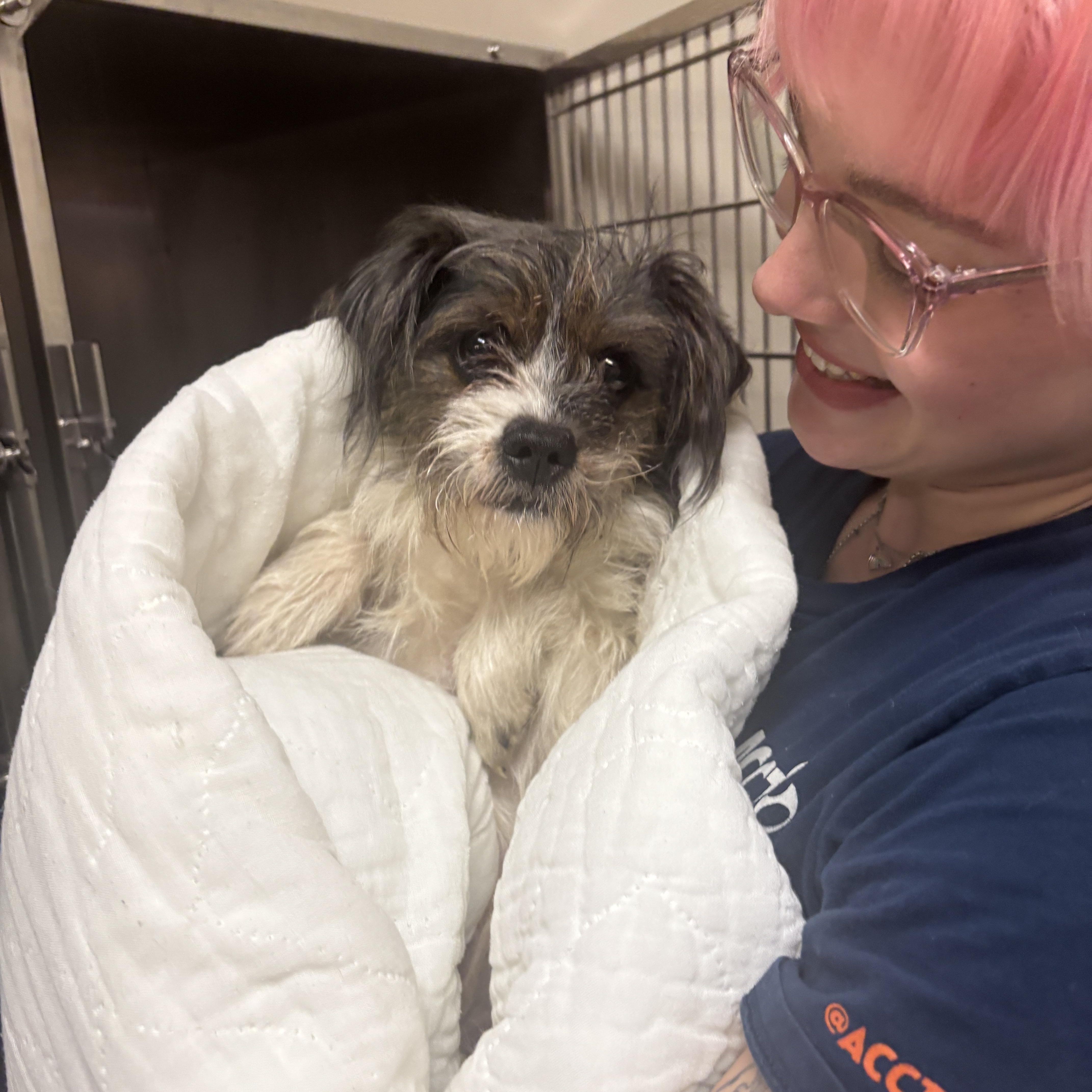 Enlarge Marge, an adopted Mixed Breed in Medford, NJ image 5/5