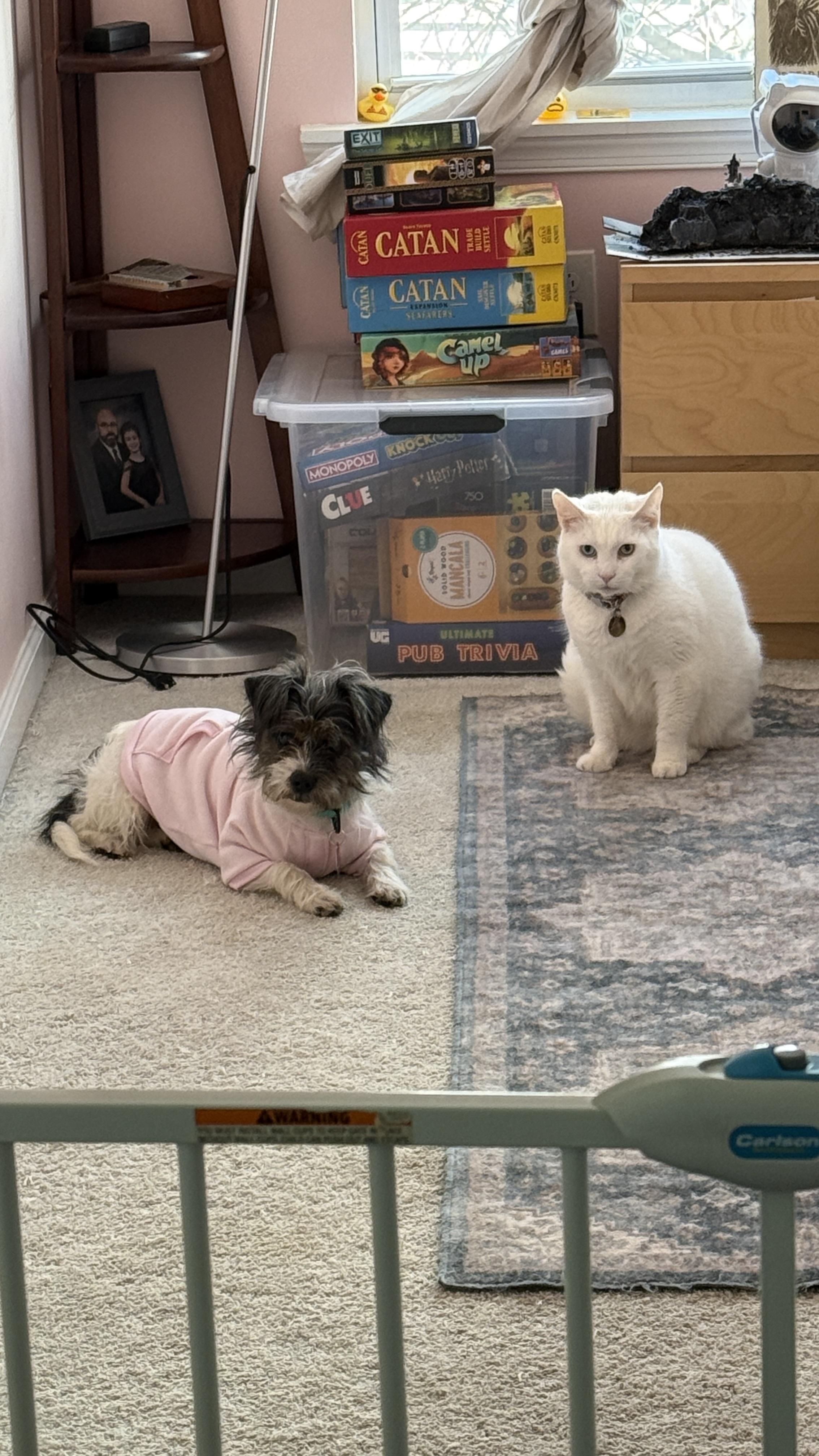 Enlarge Marge, an adopted Mixed Breed in Medford, NJ image 3/5