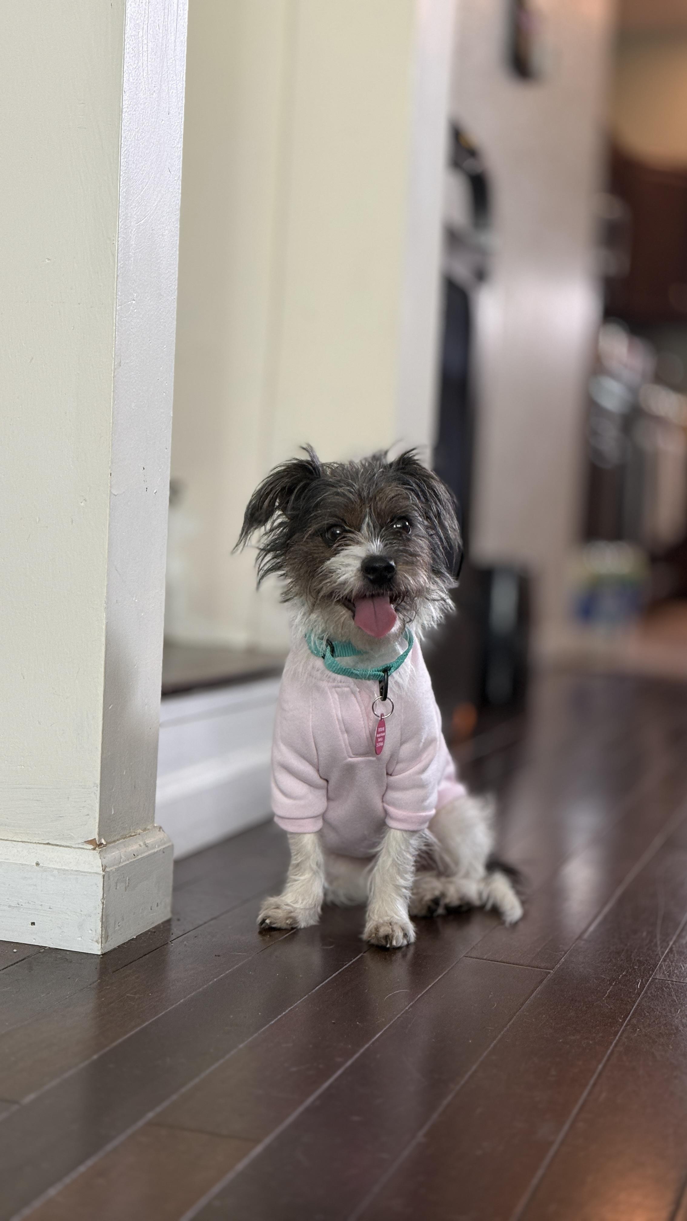 Marge, adopted, Adult Female Mixed Breed.