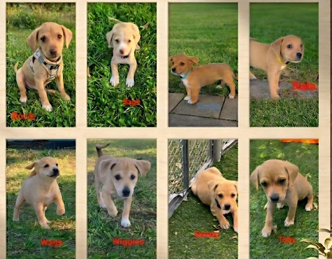 Enlarge Litter of pups, a ADOPTABLE mixed breed in New Port Richey, FL image 1/1