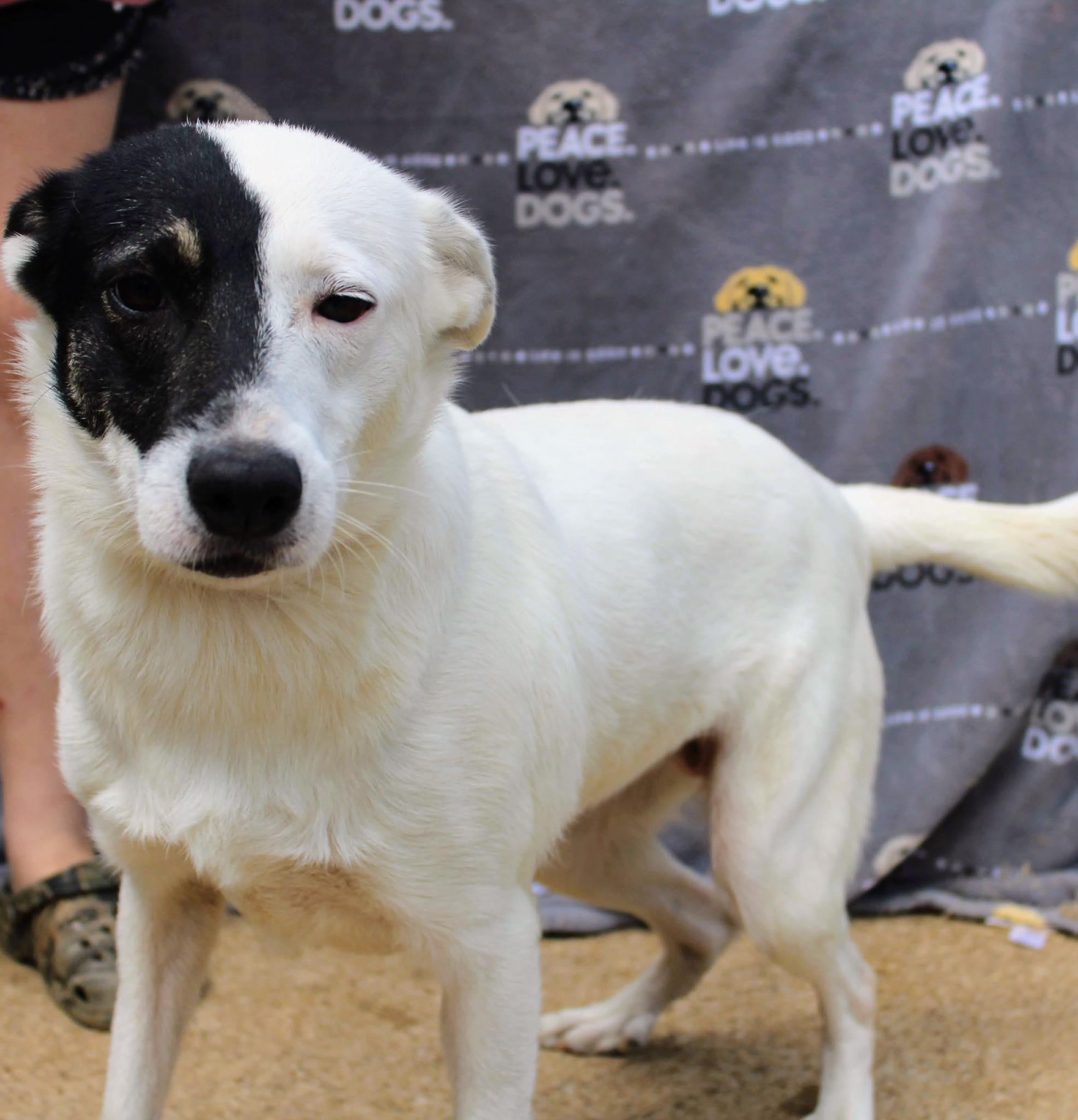 Kendra, adopted, Adult Female Border Collie.