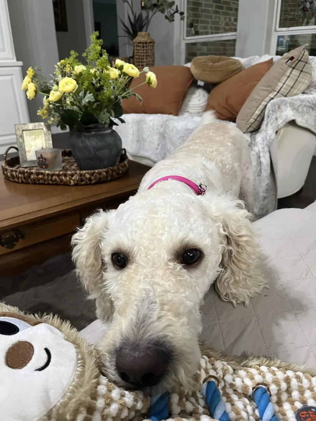 Pearl, Adoptable, Adult Female Standard Poodle & Labrador Retriever.