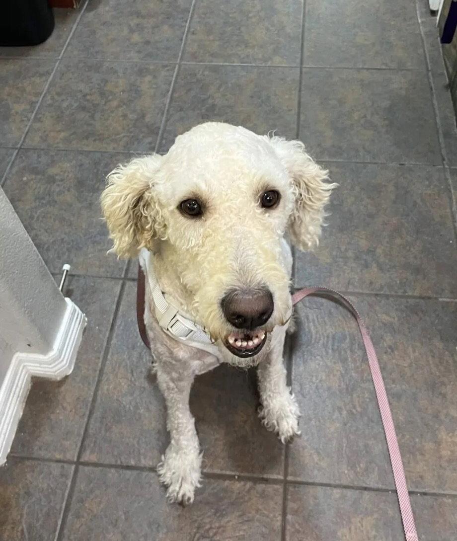 Enlarge Pearl, a Adoptable mixed breed in Fort Worth, TX image 3/3