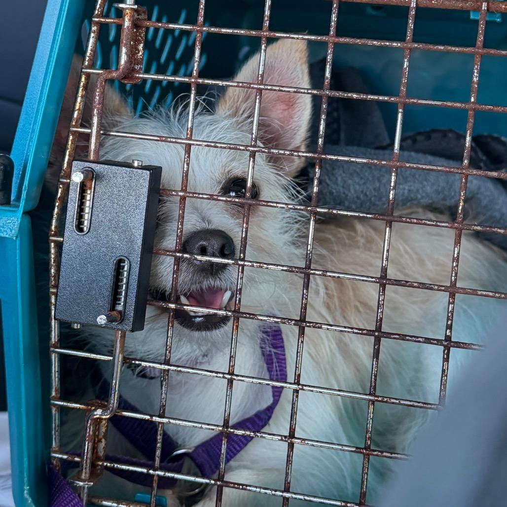 Fifi C-34379, Adoptable, Young Female Chihuahua.