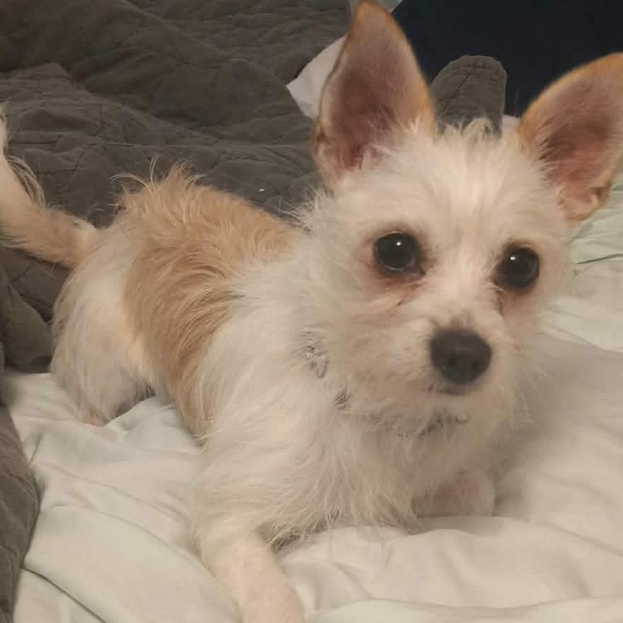 Fifi C-34379, a Adoptable Chihuahua in Oklahoma City, OK image 2/5