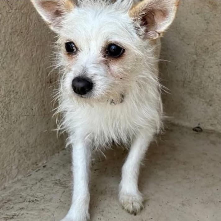 Fifi C-34379, a Adoptable Chihuahua in Oklahoma City, OK image 3/5