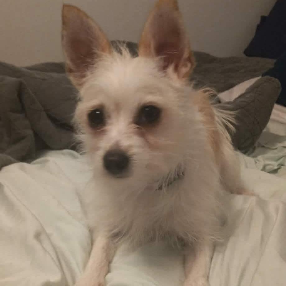 Fifi C-34379, a Adoptable Chihuahua in Oklahoma City, OK image 4/5