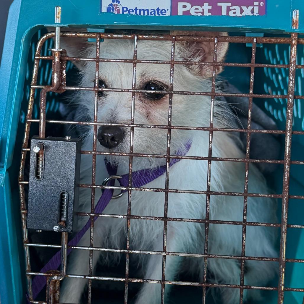Fifi C-34379, a Adoptable Chihuahua in Oklahoma City, OK image 5/5