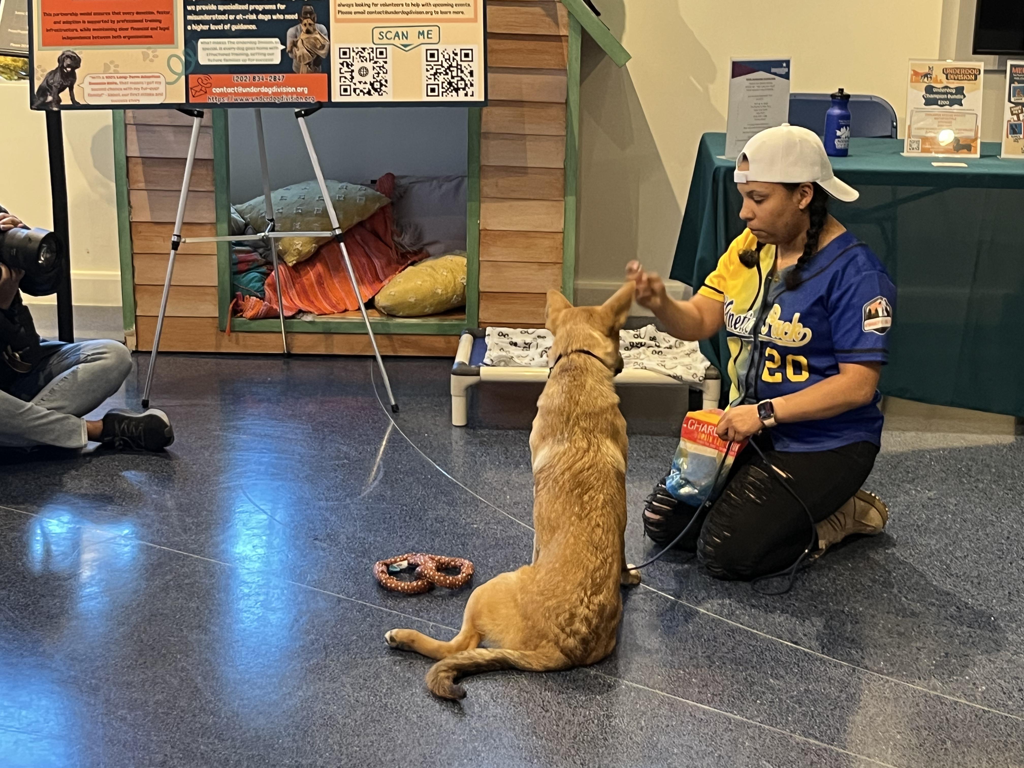 Enlarge Gwendolyn, a ADOPTABLE mixed breed in Poolesville, MD image 2/4