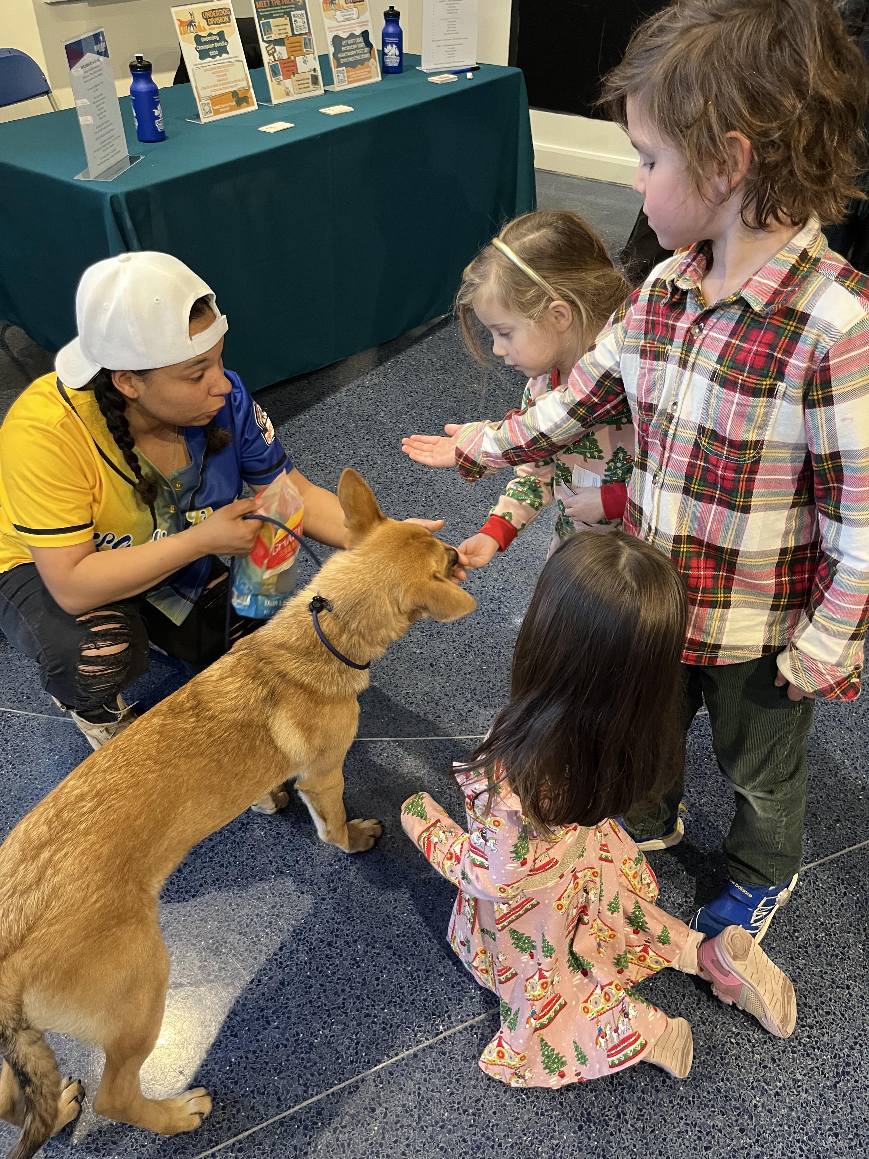 Enlarge Gwendolyn, a ADOPTABLE mixed breed in Poolesville, MD image 4/4