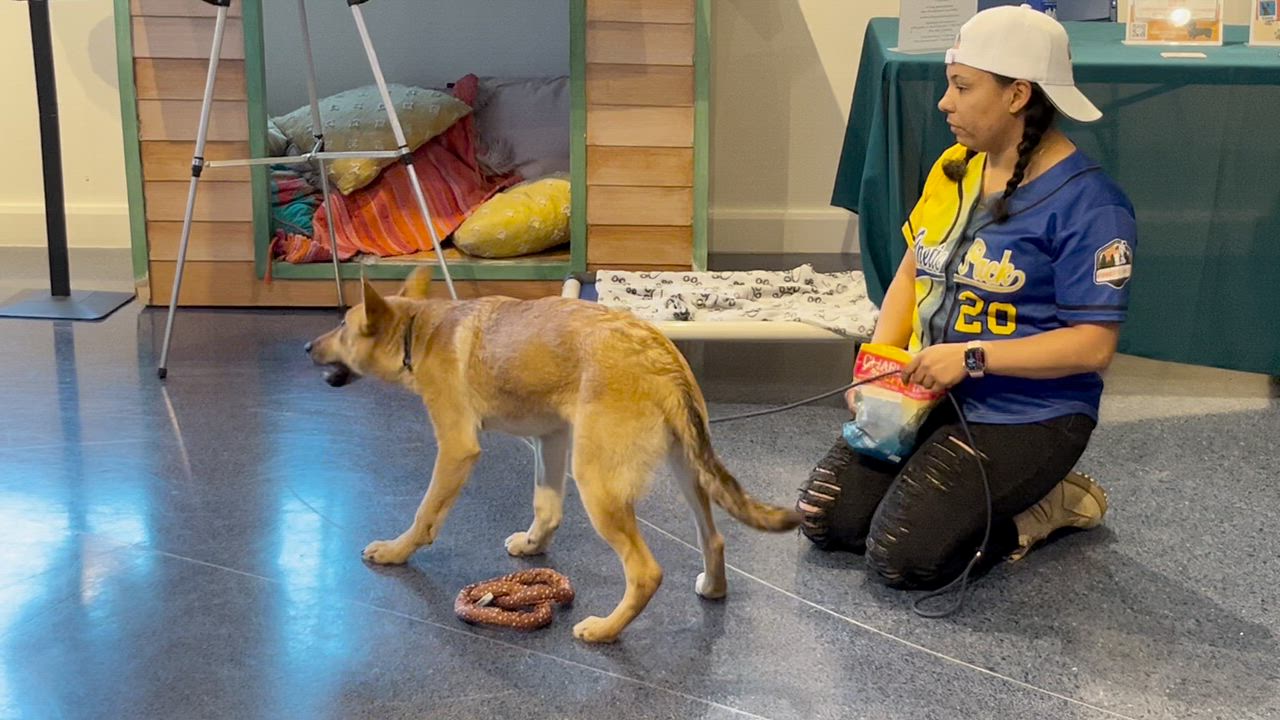 Enlarge Gwendolyn, a ADOPTABLE mixed breed in Poolesville, MD video 3/4