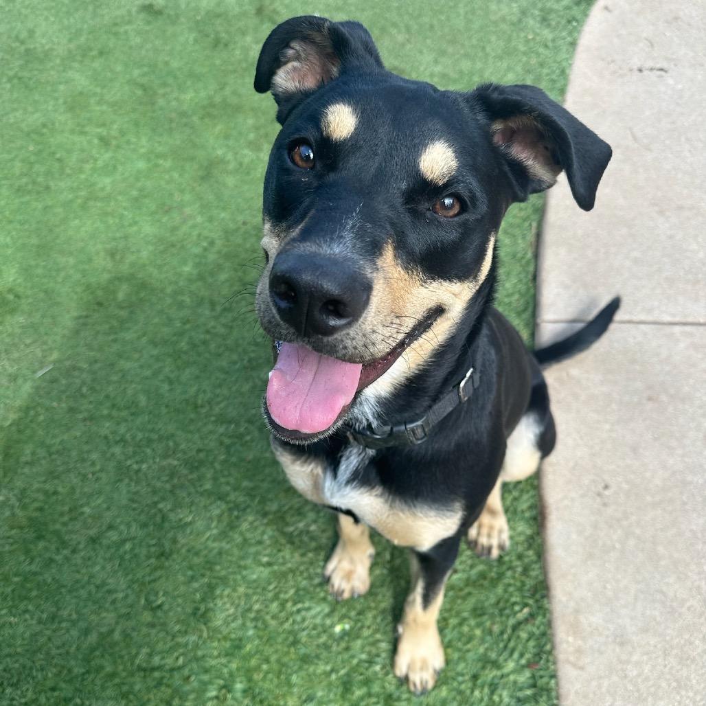 Sammie Sweetheart, a Adoptable mixed breed in San Diego, CA image 1/6
