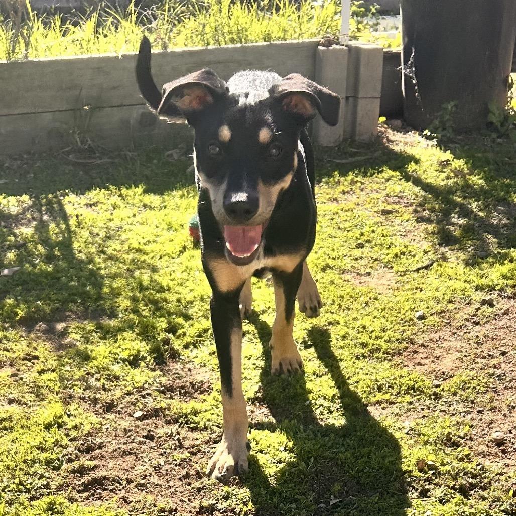 Sammie Sweetheart, Adoptable, Adult Female Shepherd & Rottweiler.