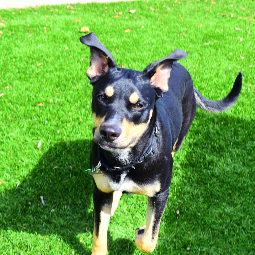 Enlarge Sammie Sweetheart, a Adoptable mixed breed in San Diego, CA image 3/6